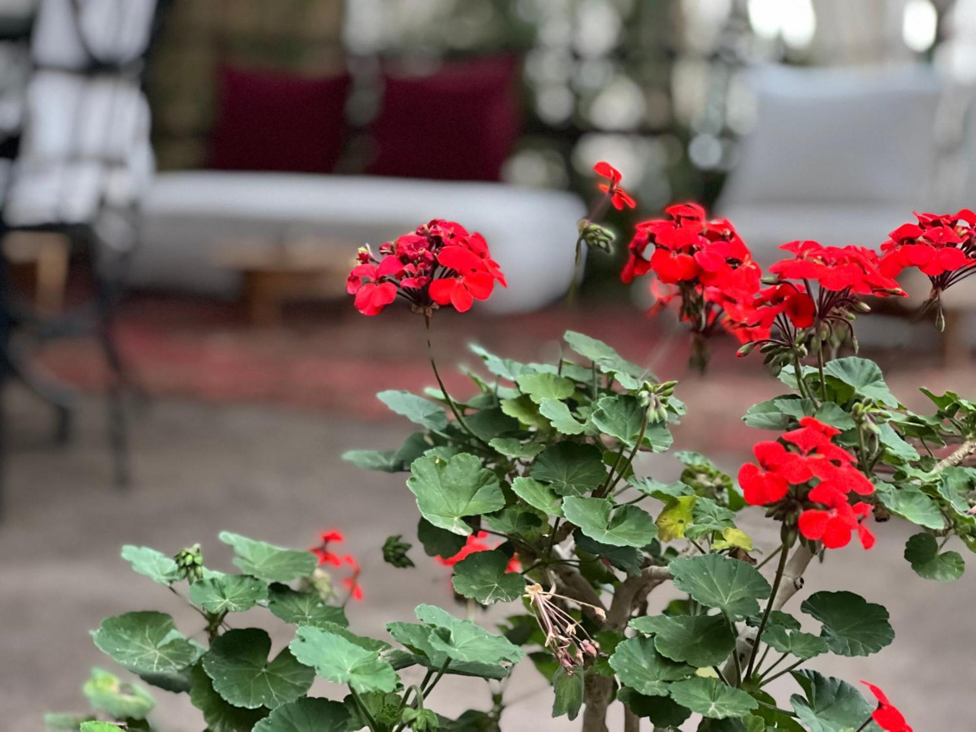 Dar Tadout Guest House Aït Ourir Екстериор снимка
